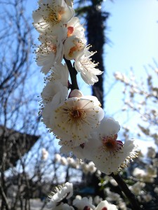 梅の花　甘美だ