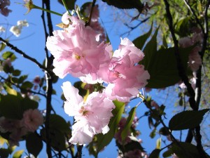 上野公園　八重桜