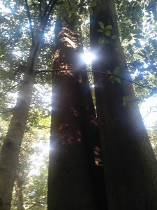 柱のような成熟した木