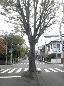 道路の真ん中の木