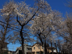 桜の沿道