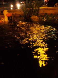 金魚池