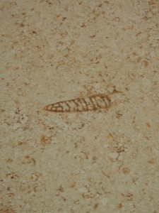 巻貝の化石