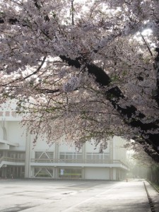 市立体育館脇の桜