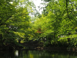 馬橋公園　の池