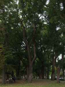 上野公園の大木