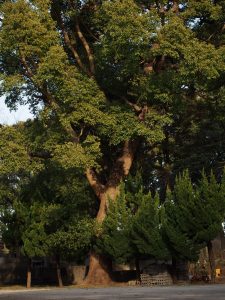弘法寺　境内の木