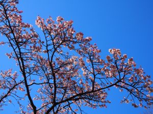 2017.2.13上野公園　早咲き桜