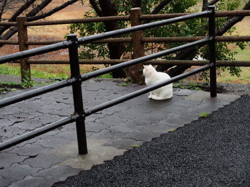 長津川親水公園のネコ