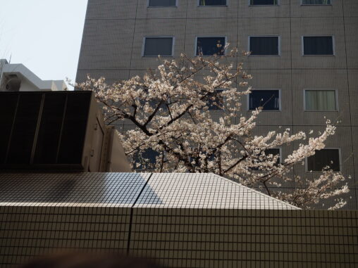 浜松町付近　桜