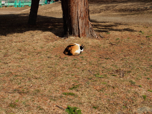 ねこ　盛岡城