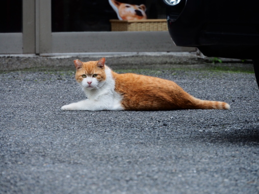 船橋の路地ネコ