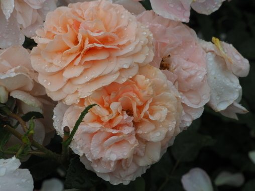 薔薇がきれい
