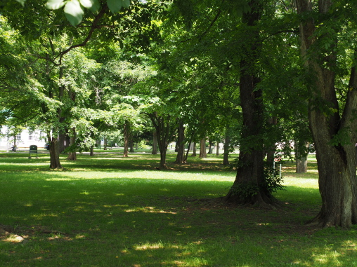 北海道大学の緑