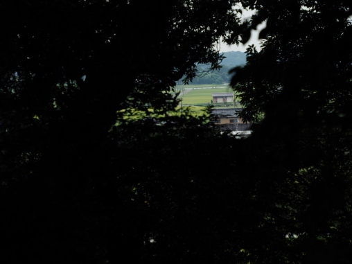 神社の木の隙間から田んぼ