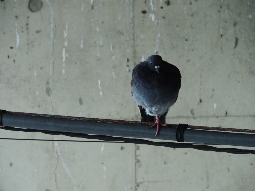 大磯の土鳩