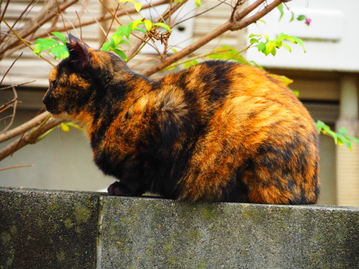 ねこ1