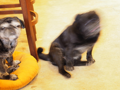 ミンカフェの犬