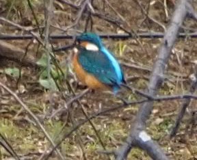 じゅんさい池カワセミ2026.1.2