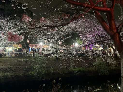 屋台と海老川桜2026.3.29