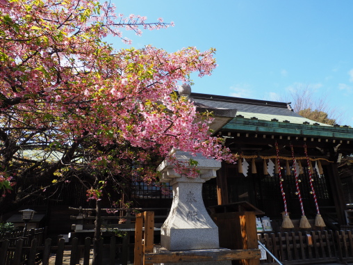 河津桜 氷川神社
