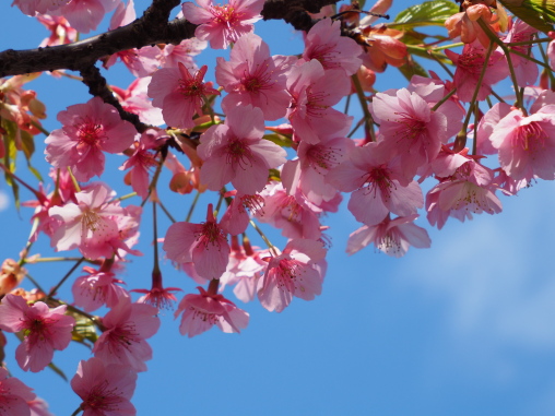 河津桜 氷川神社