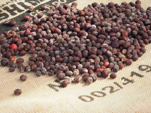 コーヒーチェリー