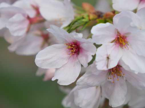 海老川　桜2026.3.30