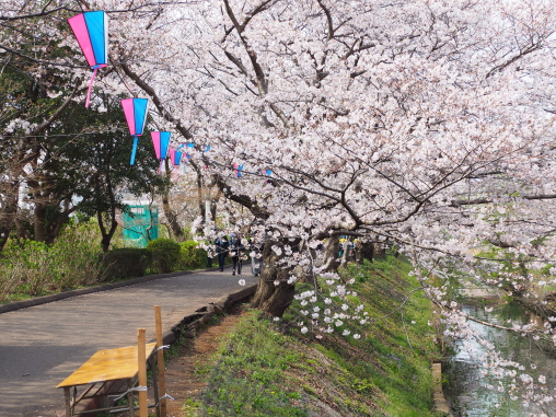 いいですね～海老川桜