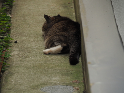 ねこが落ちていた