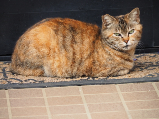 ティースプリングネコ