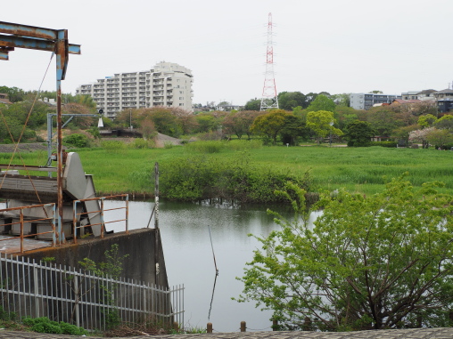 長津川親水公園2026.4.13