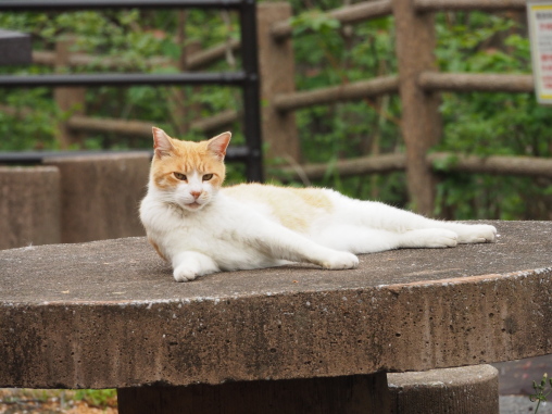 くつろぐネコの注意をひいてしまう