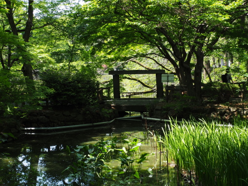 井の頭公園　池の橋2026.4.20