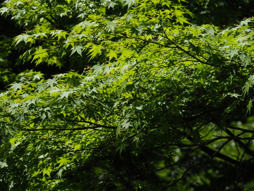 井の頭公園　モミジ新緑