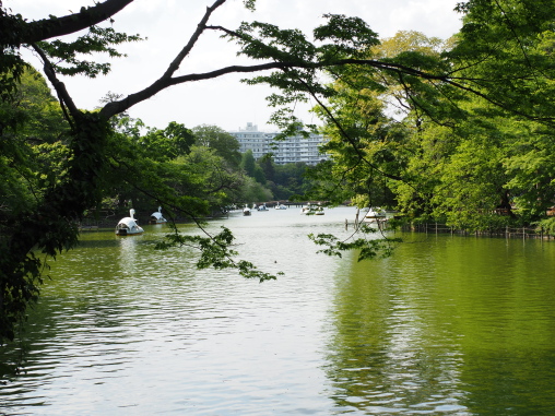 水鳥を眺めて楽しむ井の頭公園