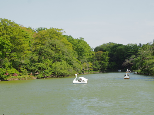 おだやかな井の頭公園の池2026.4.20