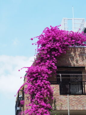 ビルの花