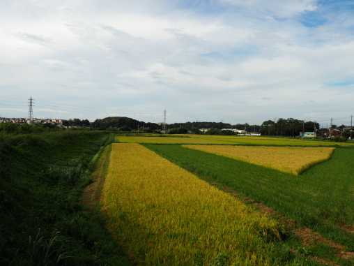 たんぼ風景　柏　美里ゴルフ付近